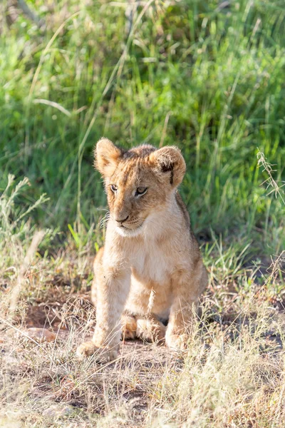 Löwenjunge auf den Ebenen Kenias — Stockfoto