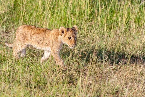 Lion cub on the plains Kenya — Stock Photo, Image