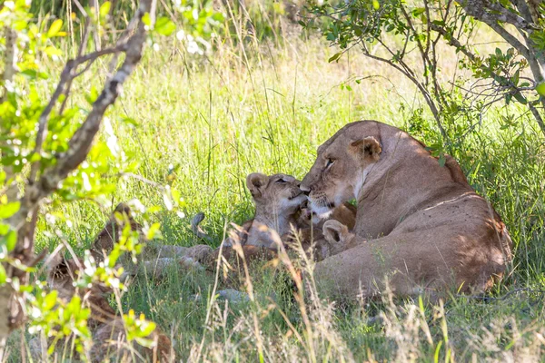Cachorro de león en las llanuras Kenia. madre con su bebé —  Fotos de Stock