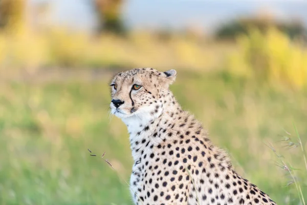 Cheetah — Stock Photo, Image