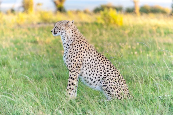 Nahaufnahme Eines Geparden Vor Savannenhintergrund — Stockfoto