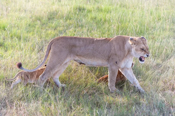 Löwenjunge auf den Ebenen Kenia. Mutter mit ihren Babys — Stockfoto