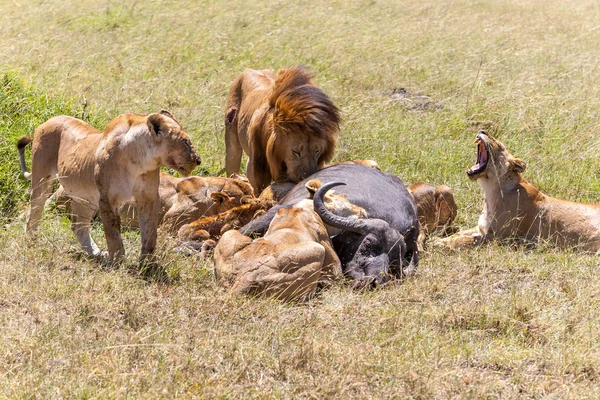 Löwen beim Füttern — Stockfoto