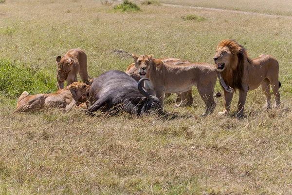 Löwen beim Füttern — Stockfoto