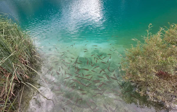 Malé ryby v jezeře, národní park Plitvice — Stock fotografie
