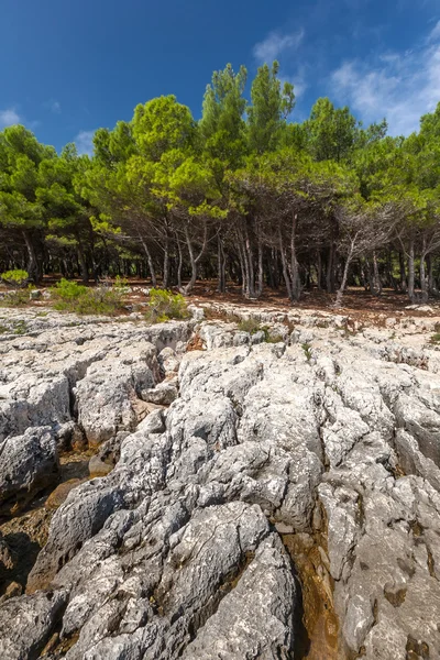 Pine trees on rock in Croatia — Stock Photo, Image