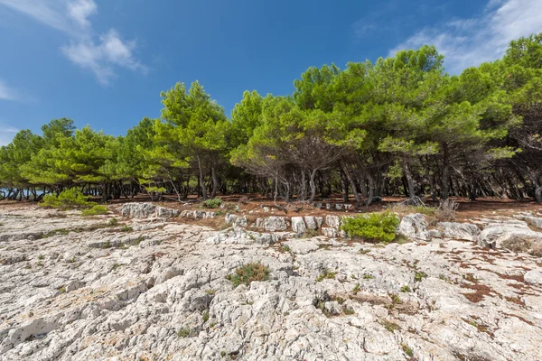 Pine trees on rock in Croatia — Stock Photo, Image
