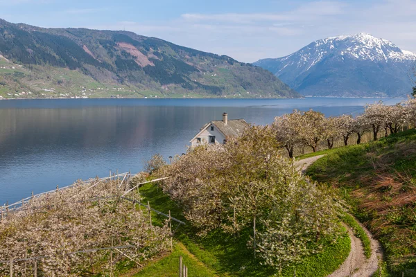 Landschaft mit Bergen. Dorf in norwegischen Fjorden — Stockfoto