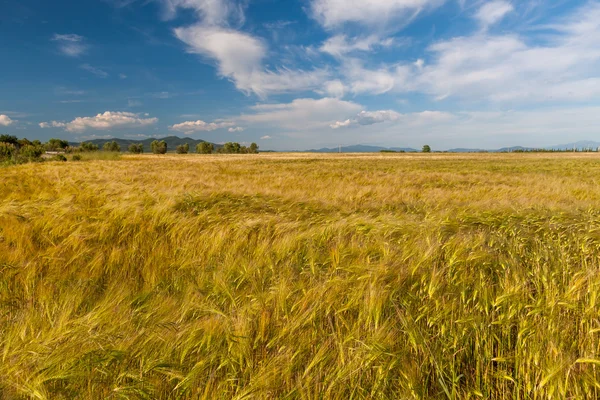 Young wheat growing in green farm field — Stock Photo, Image