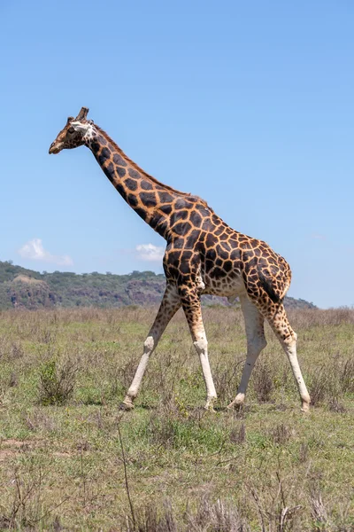 Giraffa su uno sfondo di erba — Foto Stock