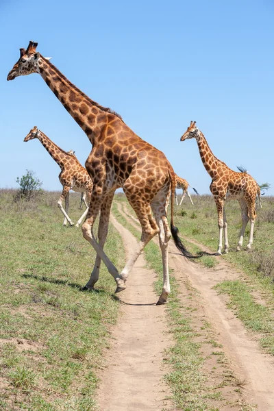 Mandrie di giraffe in savana — Foto Stock