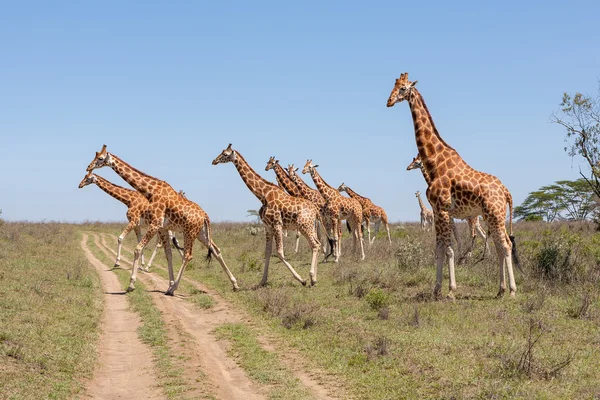 Mandrie di giraffe in savana — Foto Stock