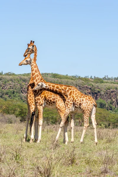 Tre mandrie di giraffe nella savana — Foto Stock