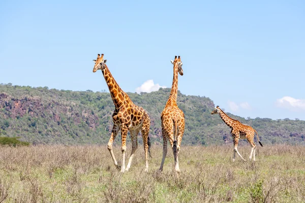 Três girafas em savana — Fotografia de Stock