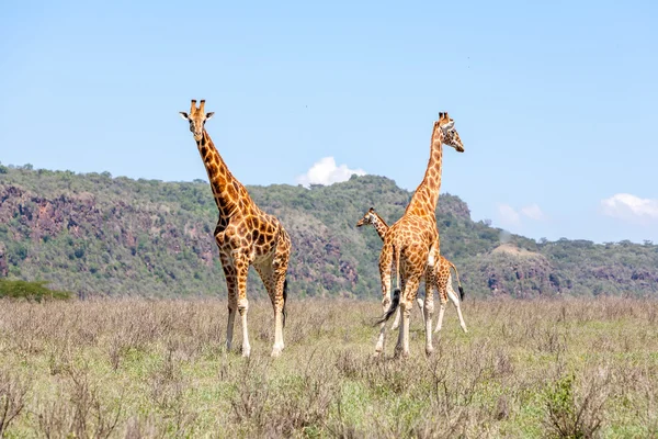 Three Giraffes herd in savannah — Stock Photo, Image