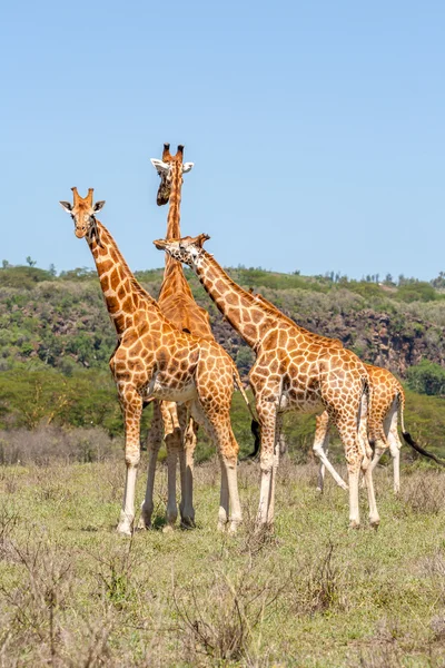 Tre mandrie di giraffe nella savana — Foto Stock