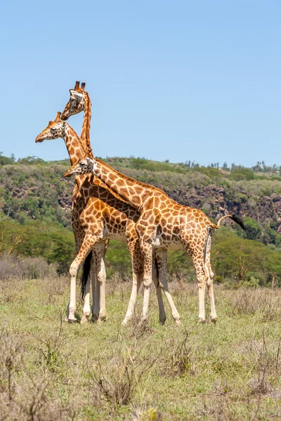 Tre Mandrie Giraffe Selvatiche Savana Kenya Africa — Foto Stock