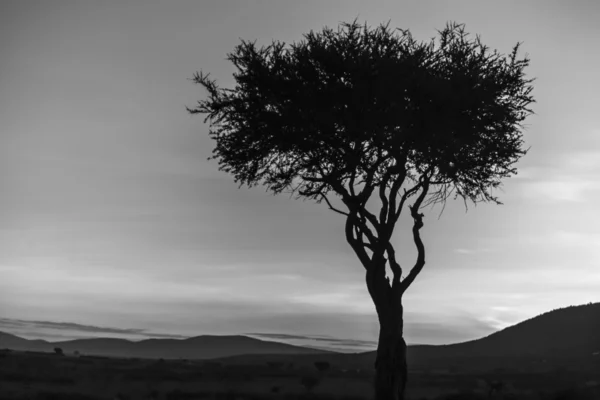 Afrikaanse boom in het laatste daglicht. zonsondergang. Kenia. — Stockfoto