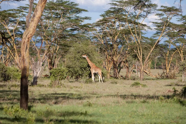 Giraffa su uno sfondo di erba — Foto Stock