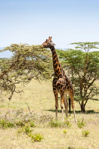 Girafa em um fundo de grama — Fotografia de Stock