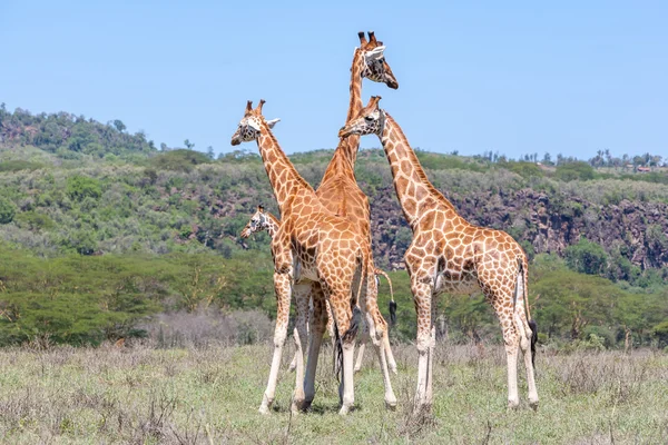 在大草原长颈鹿群 — 图库照片