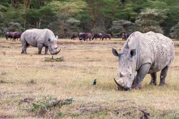 Safari - neushoorns — Stockfoto