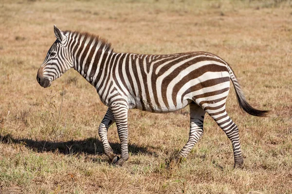Zebra in the grasslands — Stock Photo, Image