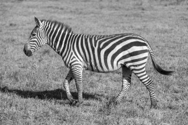 Zebra in the grasslands — Stock Photo, Image