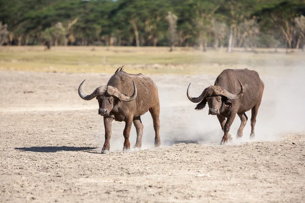Wild Afrikaanse Buffalo.Kenya, Afrika — Stockfoto