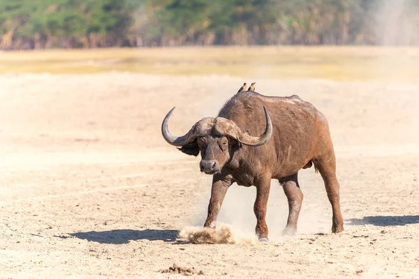 Wild Afrikaanse Buffalo.Kenya, Afrika — Stockfoto