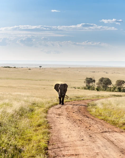 Elephant lopen in de savanne — Stockfoto