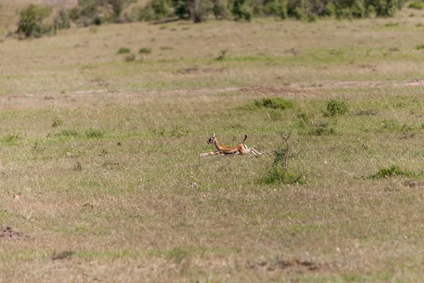Bébé antilope sur un fond d'herbe verte — Photo