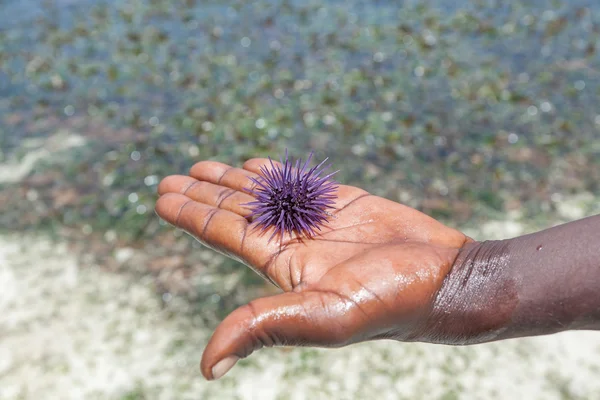Il riccio di mare si corica su una mano di uomo — Foto Stock