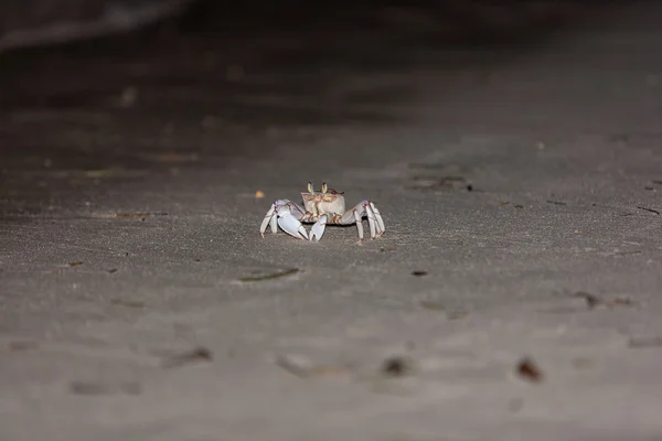 Caranguejo na areia cinzenta — Fotografia de Stock