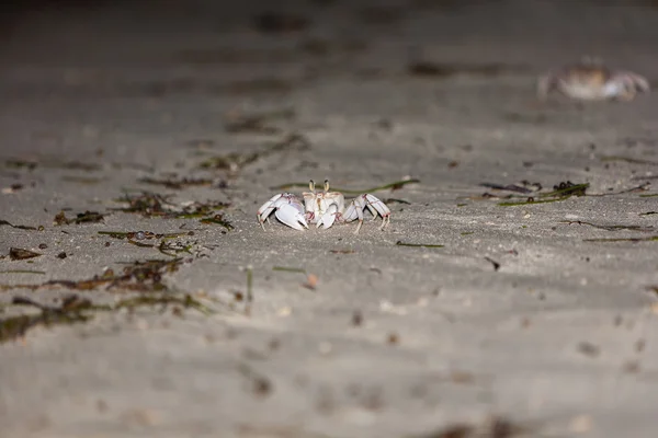 Krabbe auf grauem Sand — Stockfoto