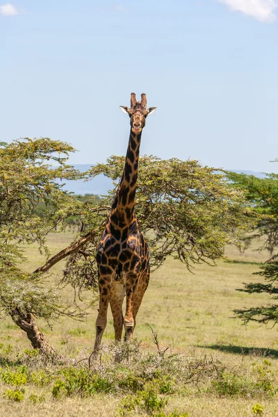 Giraffe on a background of grass — Stock Photo, Image