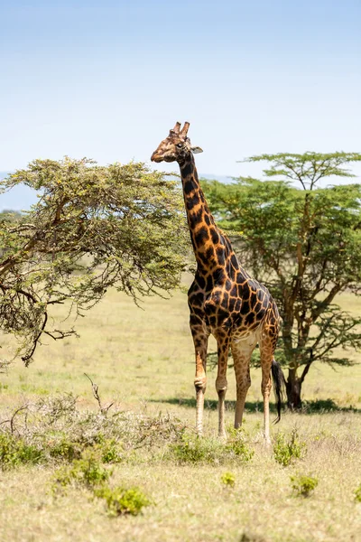 Girafa em um fundo de grama — Fotografia de Stock