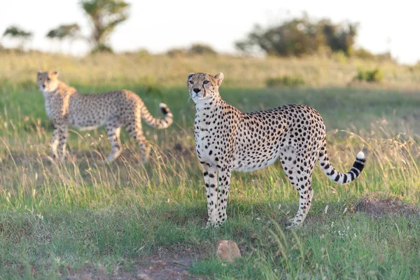 Cheetah — Stock Photo, Image