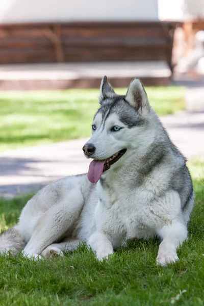 Porträtt av sibiriska Husky — Stockfoto