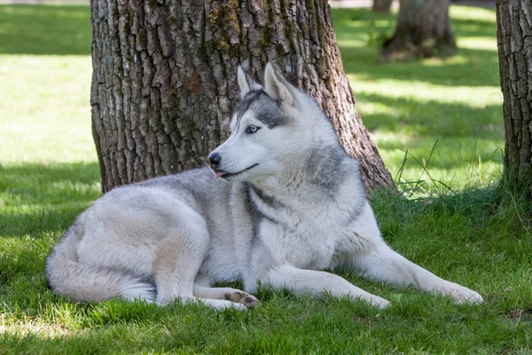 Retrato de husky siberiano — Fotografia de Stock