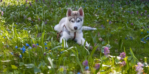 Porträtt av valp Siberian Husky — Stockfoto