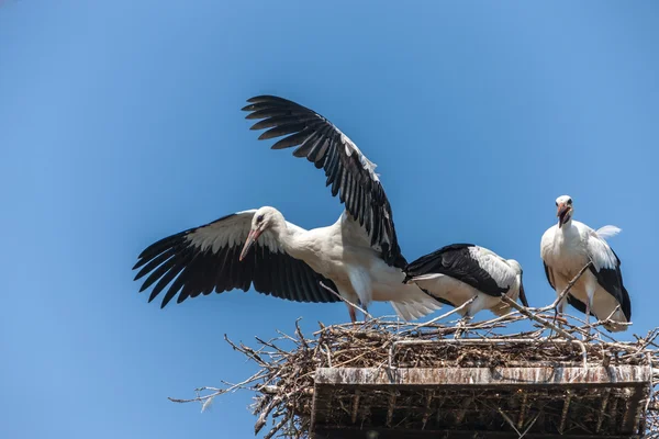 巣の中の白いコウノトリ — ストック写真