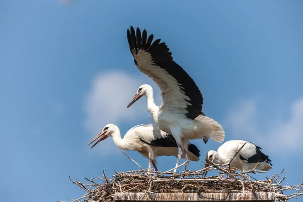 Cigognes blanches dans le nid — Photo