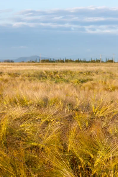 Wheat growing in green farm field — Stock Photo, Image