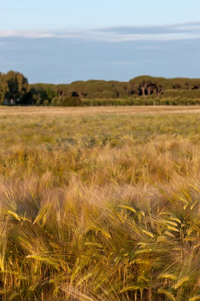 Wheat growing in green farm field — Stock Photo, Image