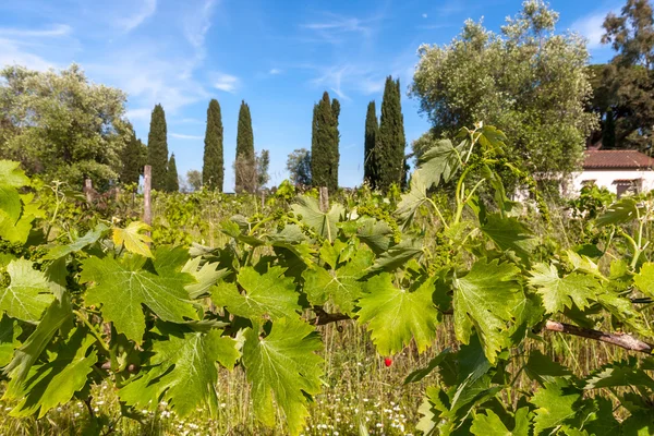 Jonge Groene Onrijpe Wijndruiven Tegen Achtergrond Van Een Plantage — Stockfoto