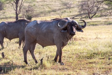 Vahşi Afrika Buffalo.Kenya, Afrika