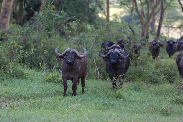 Vadon élő afrikai bivaly. Kenya, Afrika — Stock Fotó
