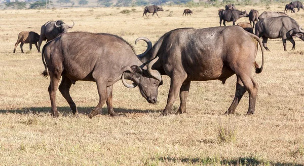 Des buffles africains sauvages. Kenya, Afrique — Photo