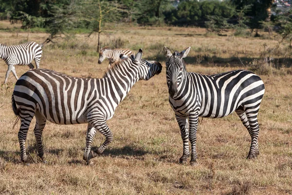 Zebra's in de graslanden — Stockfoto